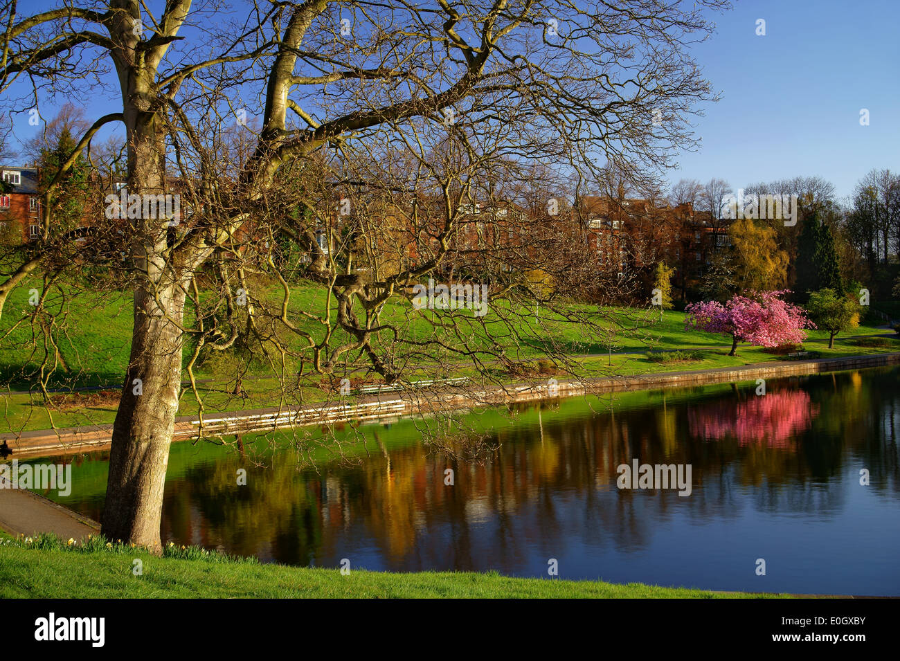 UK,South Yorkshire,Sheffield,Crookes Valley Park, Reflections of Trees & Blossum Stock Photo