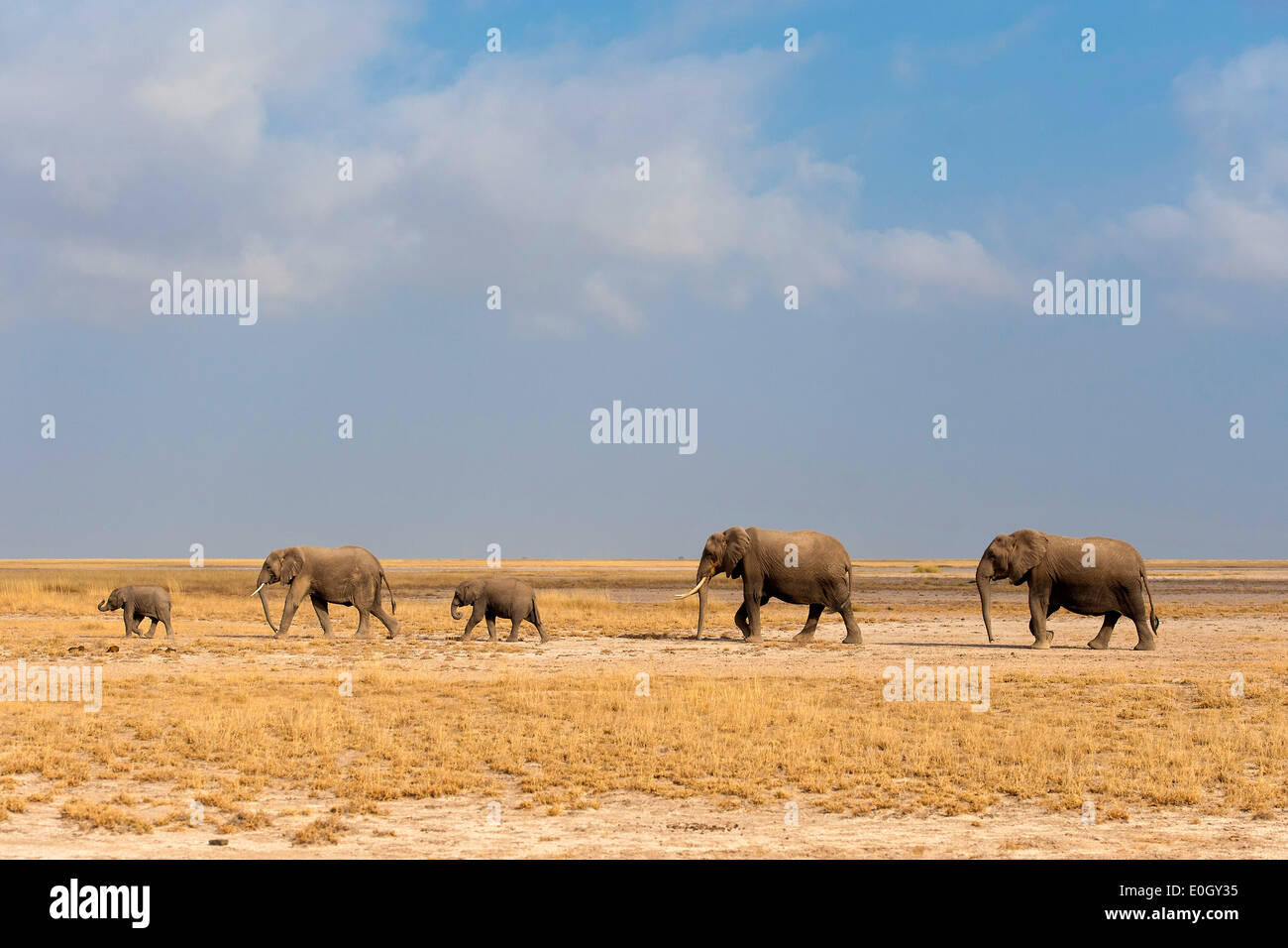 African elephants in Amboseli Nationwide park, Kenya., African elephants in Amboseli National Park Stock Photo