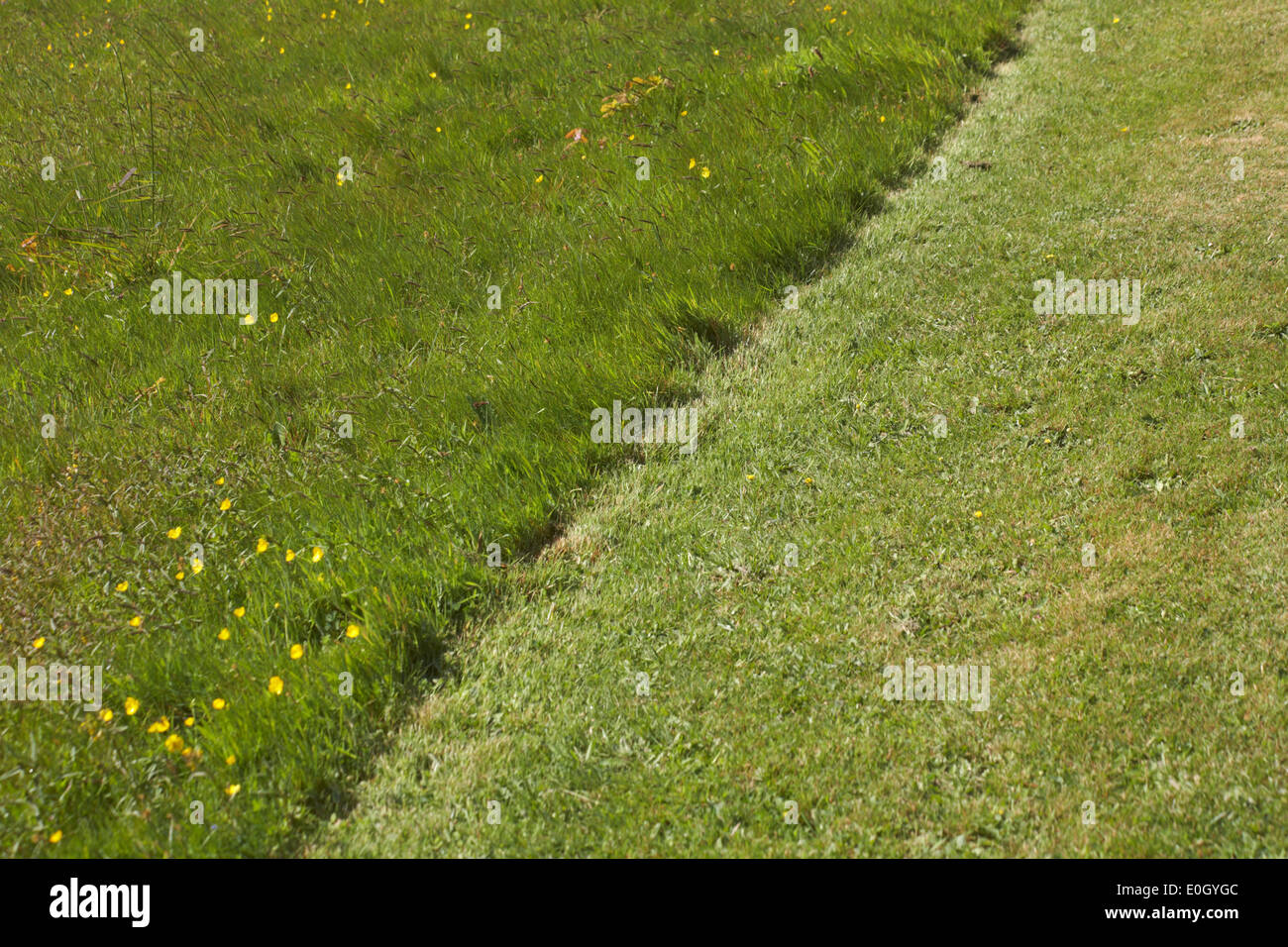 dividing line - right side of area of land has been mown, left side left uncut Stock Photo
