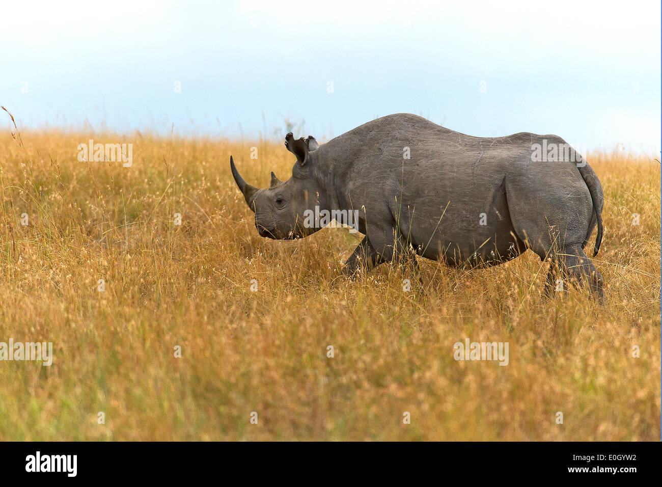 The critically endangered black rhino (Dicros bicornis) photographed in Maasai Mara, Kenya, Stock Photo