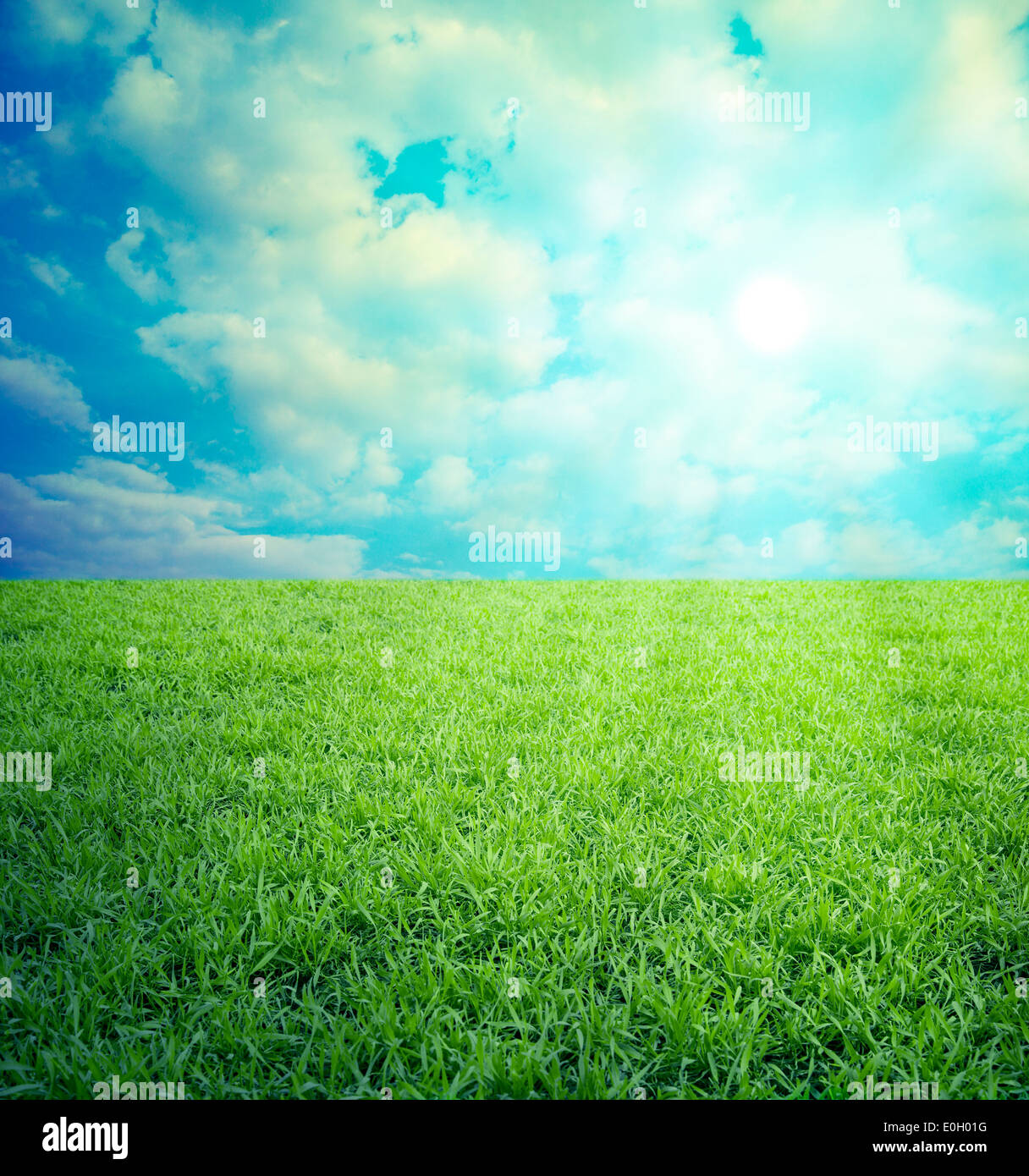 Field grass hi-res stock photography and images - Alamy