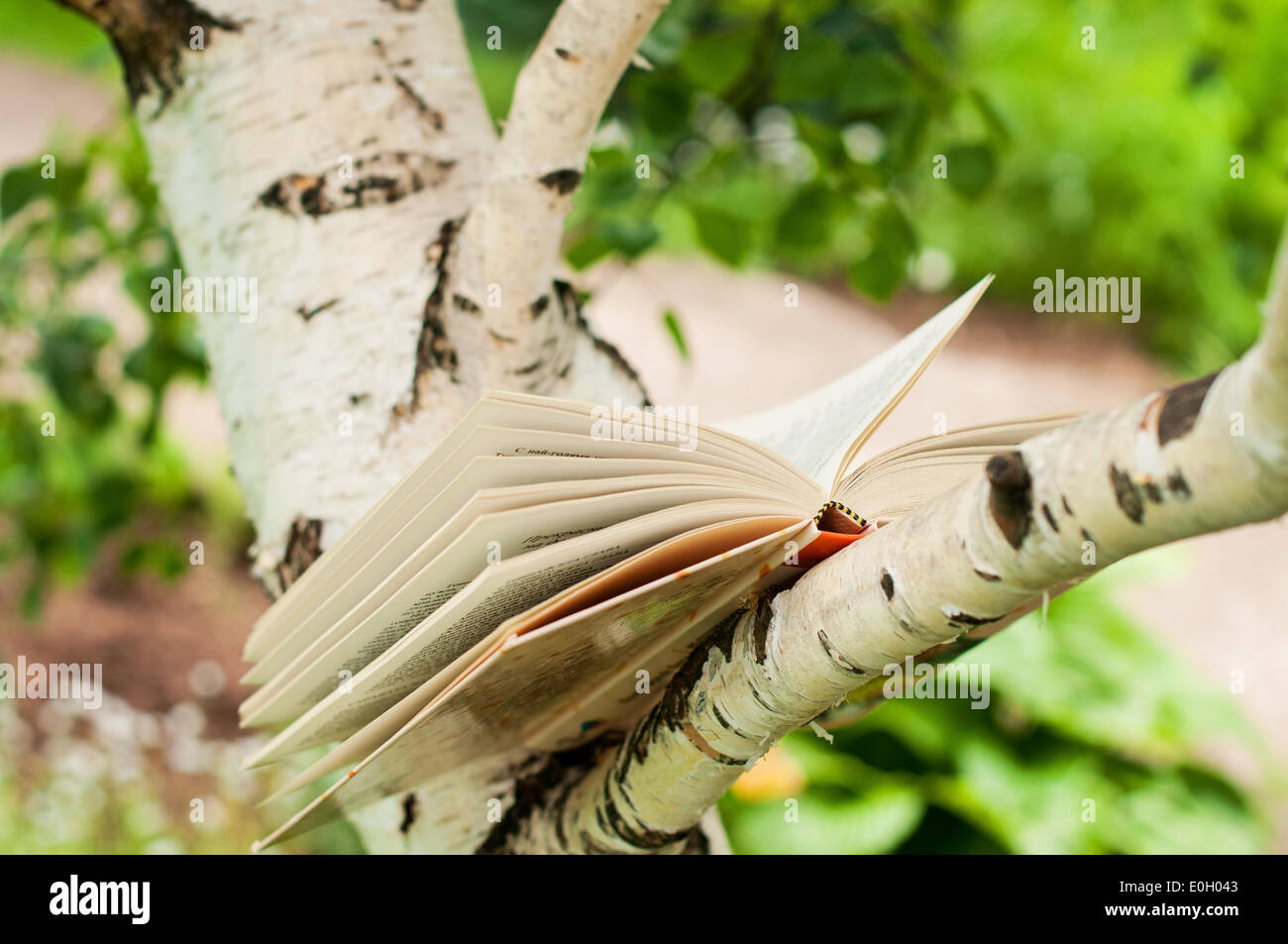 Open book on a birch tree in a garden Stock Photo