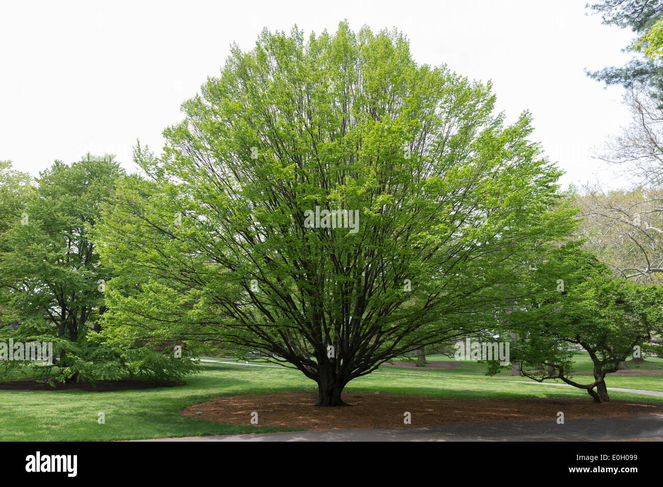 Hornbeam tree hires stock photography and images Alamy