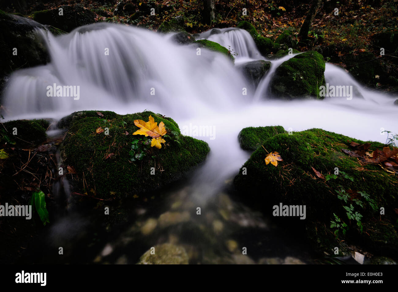 Mossy brook in a deep forest in autumn Stock Photo