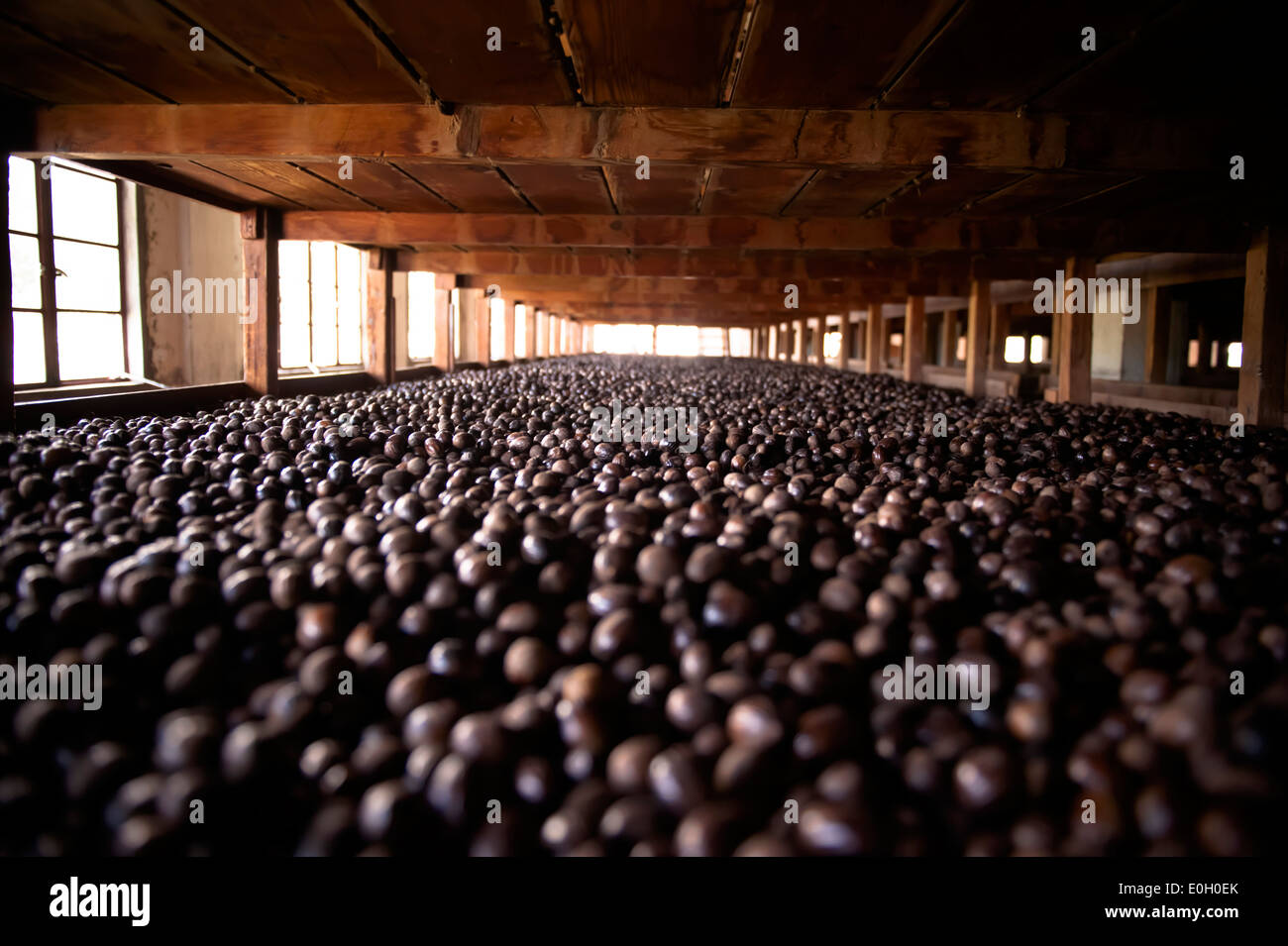 Nutmegs laid out for drying, Caribbean nutmeg plantation, Caribbean Stock Photo