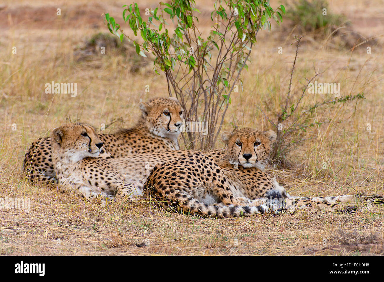 Three juvenile cheetah brothers resting in the short Grass of the savannah in Maasai Mara, Kenya Stock Photo