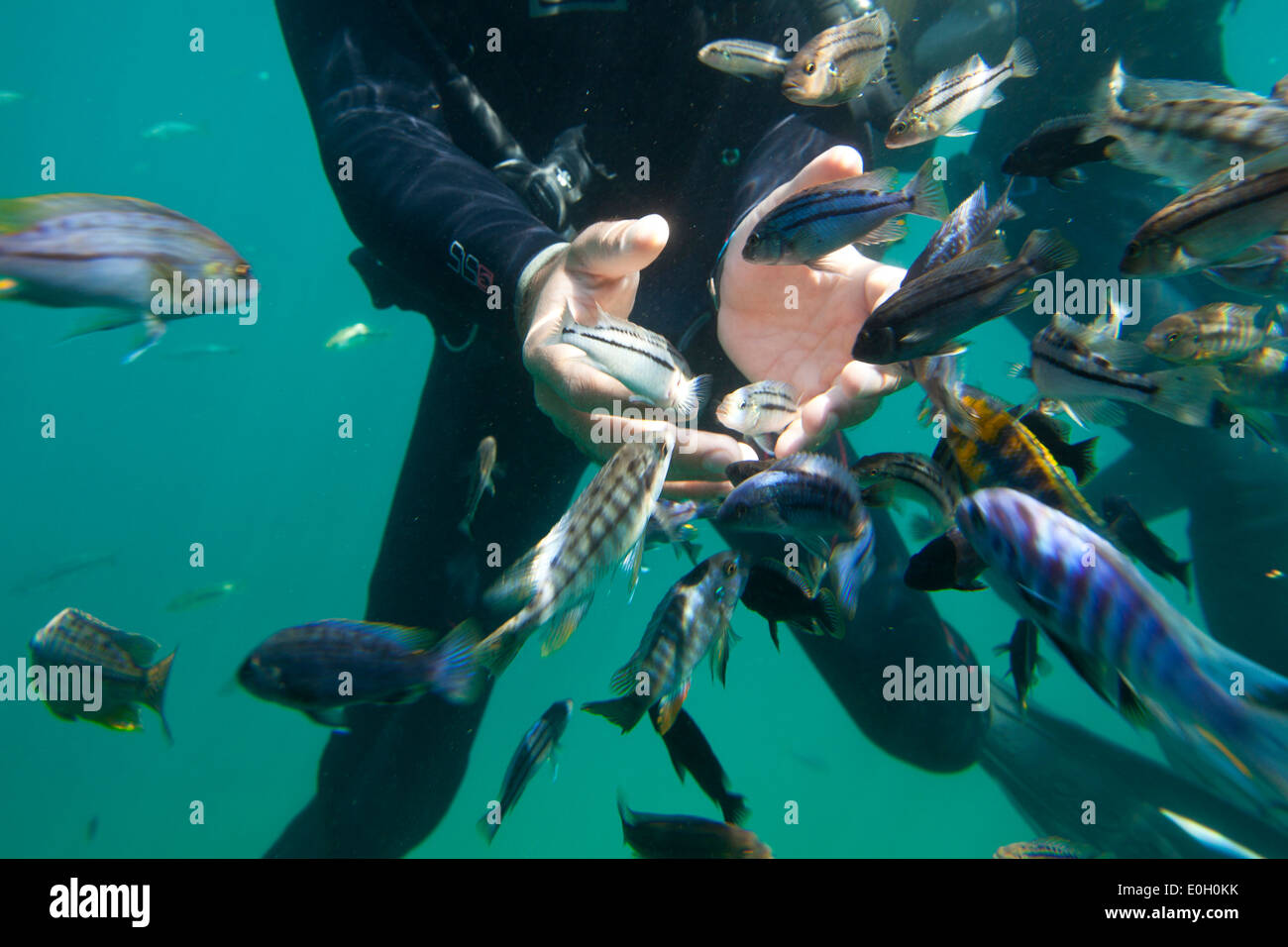 A man snorkling with lots of small fish, Lake Malawi, Africa Stock Photo