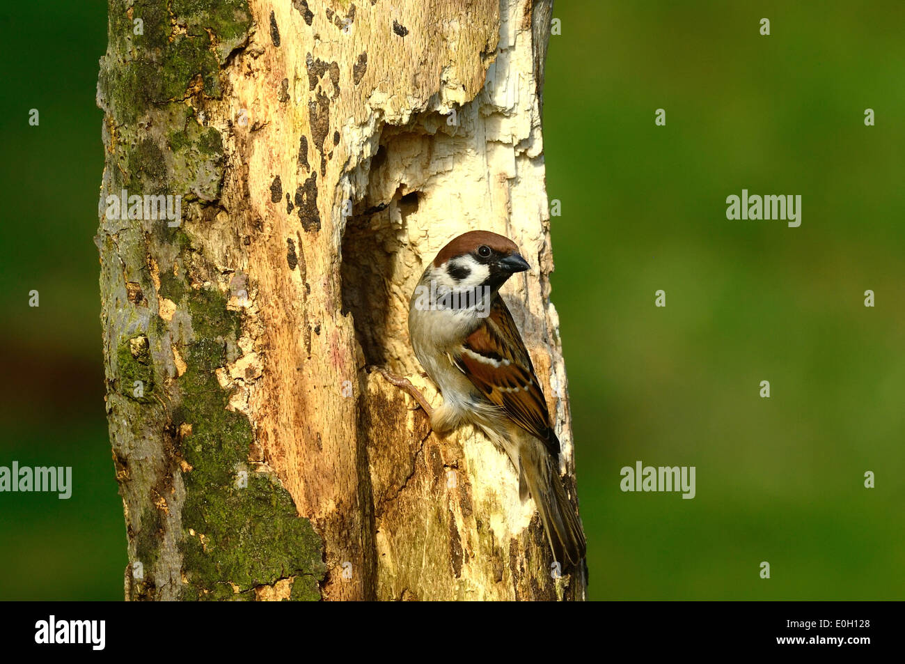 Feldsperling (Passer montanus) Tree Sparrow • Ostalbkreis, Baden-Württemberg, Deutschland Stock Photo