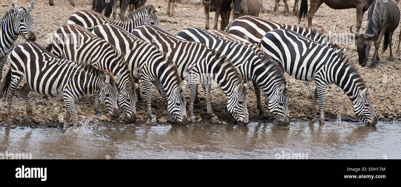 Plains zebra annual migration hires stock photography and images Alamy
