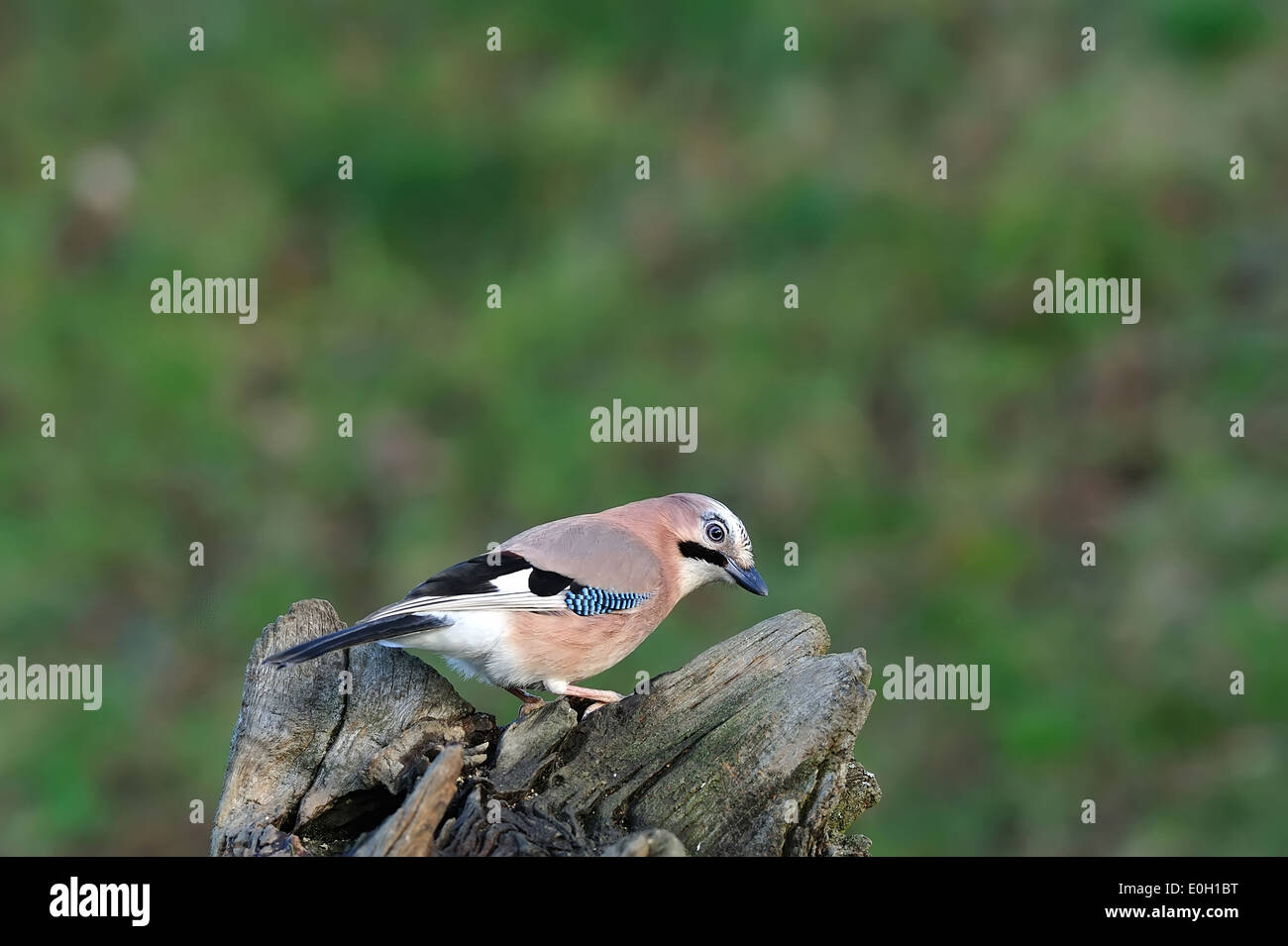 Eichelhäher (Garrulus glandarius) Jay • Ostalbkreis, Baden-Württemberg, Deutschland Stock Photo