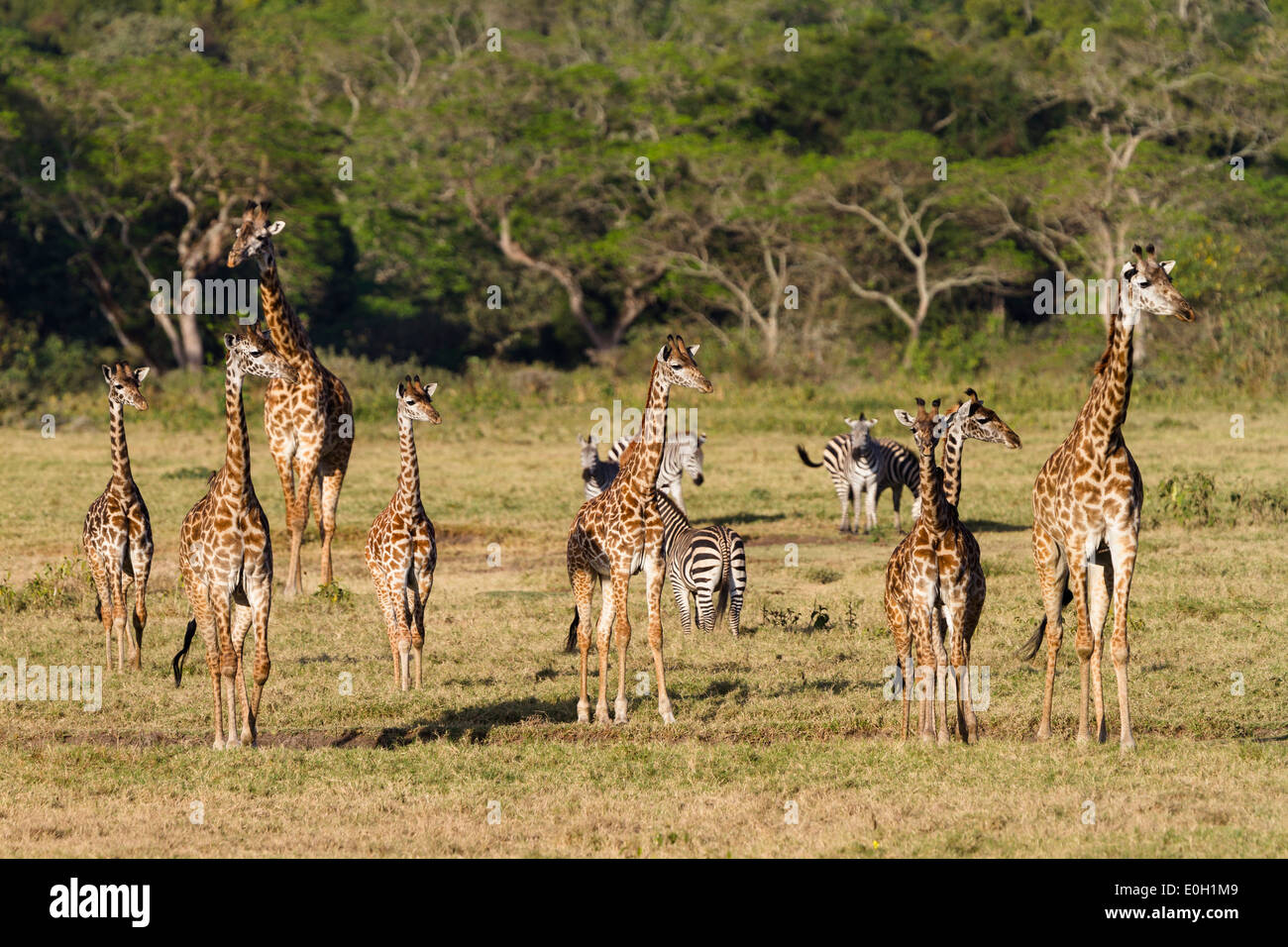 Massai Giraffes, Giraffa camelopardalis and Zebras, Equus quagga, Little Serengeti, Arusha National Park, Tanzania, East Africa, Stock Photo