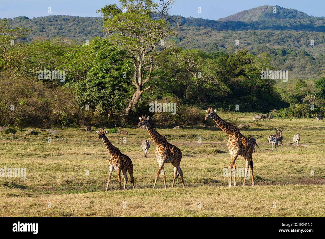 Africa giraffes group trees hi-res stock photography and images - Alamy