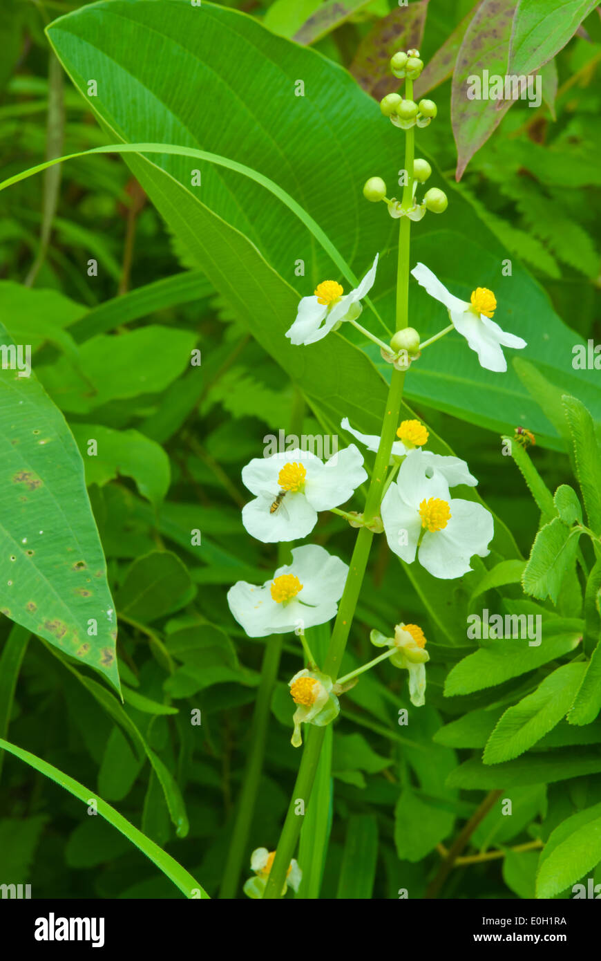 Aquatic broadleaved arrowhead, Sagittaria latifolia, flowering in