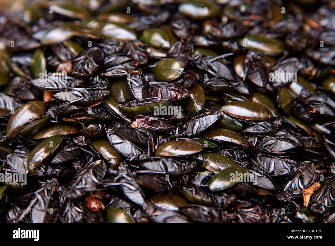 Fried cockroaches street food of Cambodia Stock Photo Alamy