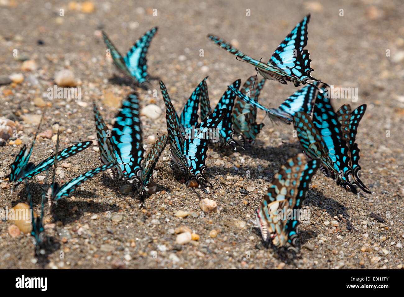 Common Swordtail butterflies at lake Tanganyika, Graphium policenes, Mahale Mountains National Park, Tanzania, East Africa, Afri Stock Photo