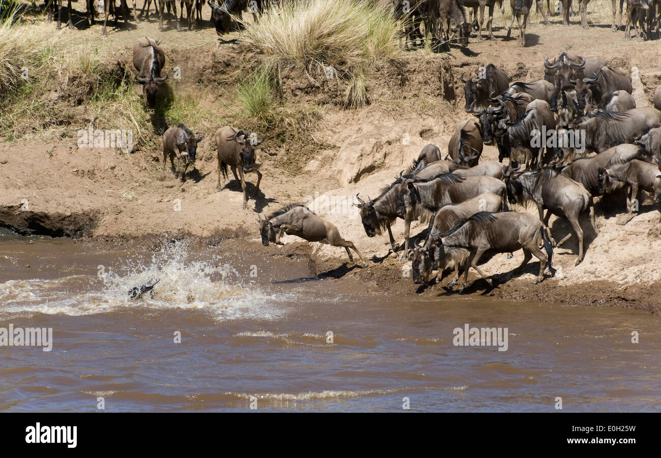 Wildebeests crossing the Mara River, Kenya, in early August, part of ...