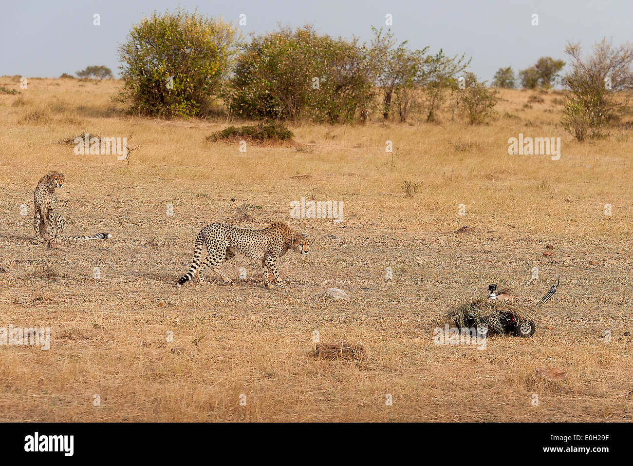 Two cheetahs explore a remote controlled camera used by the Chinese TV-company CCTV in Maasai Mara, Kenya Stock Photo