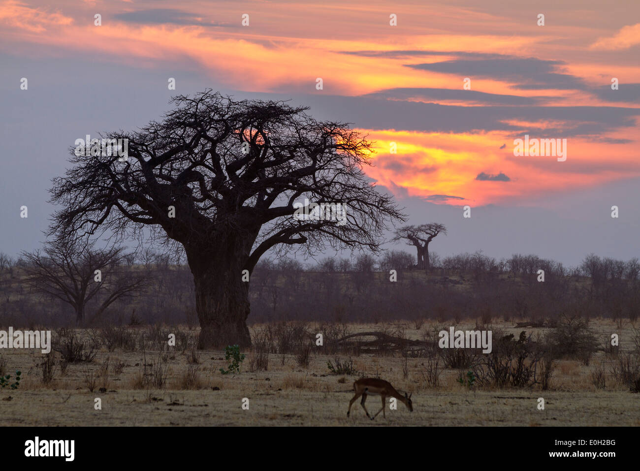 African Baobab at sunrise, Adansonia digitata, Ruaha National Park, Tanzania, Africa Stock Photo