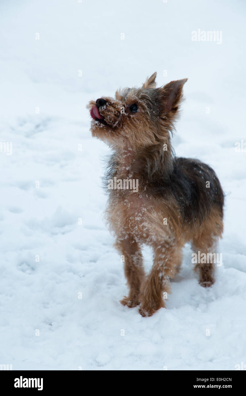 Yorkshire terrier (Canis lupus familiaris) standing in the snow looking up at his owner Stock Photo