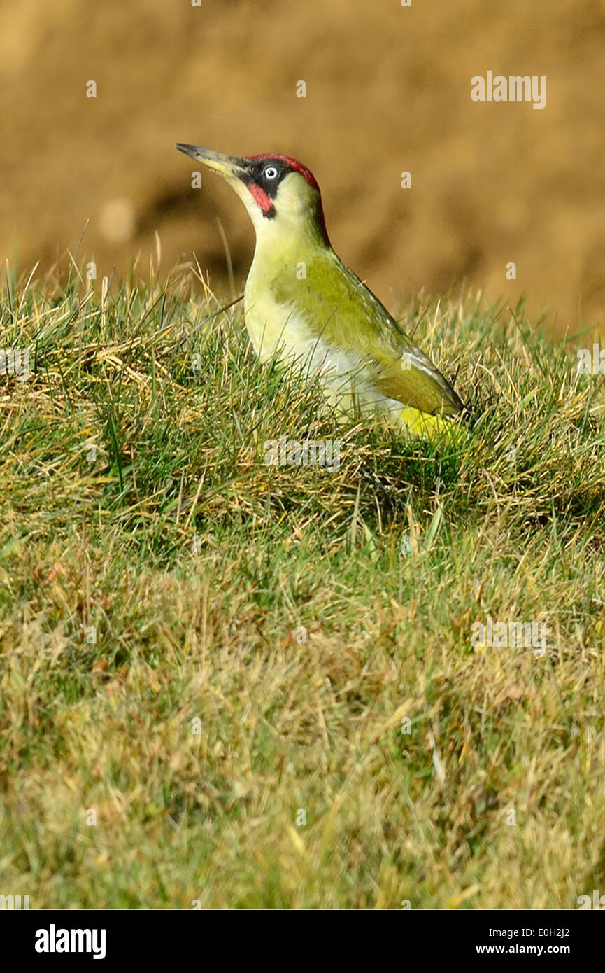 Grünspecht (Picus viridis) Green Woodpeckers • Ostalbkreis, Baden-Württemberg, Deutschland, Germany Stock Photo