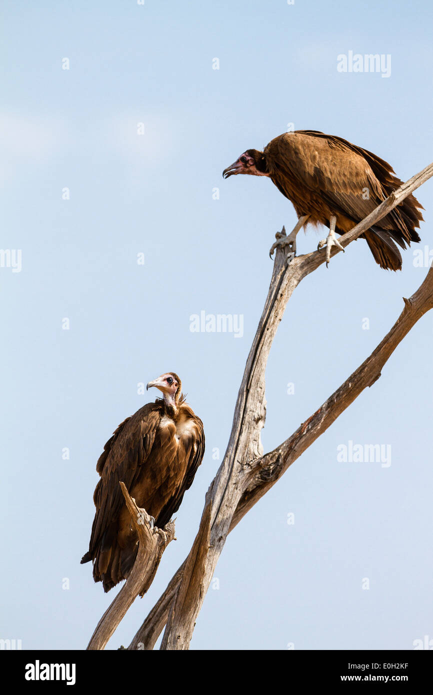 Hooded Vultures, Necrosyrtes monachus, Ruaha National Park, Tanzania, East Africa, Africa Stock Photo
