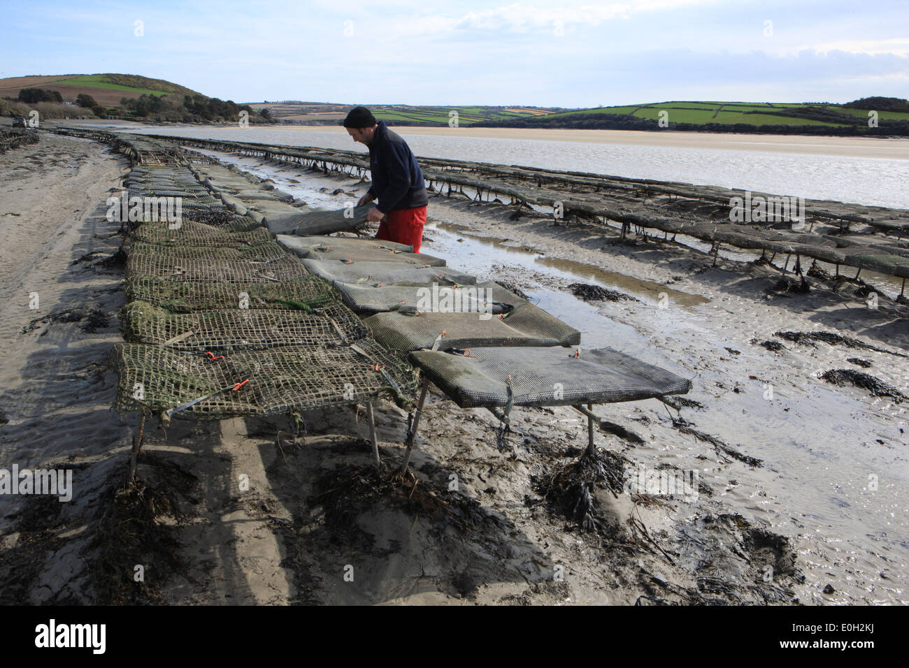 Tim Marshall at the Oysters Beds on the seashore at Rock in Cornwall