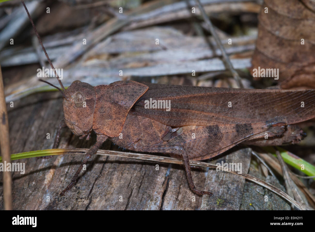 Reddish brown grasshopper, Arphia xanthoptera, on a decaying log ...