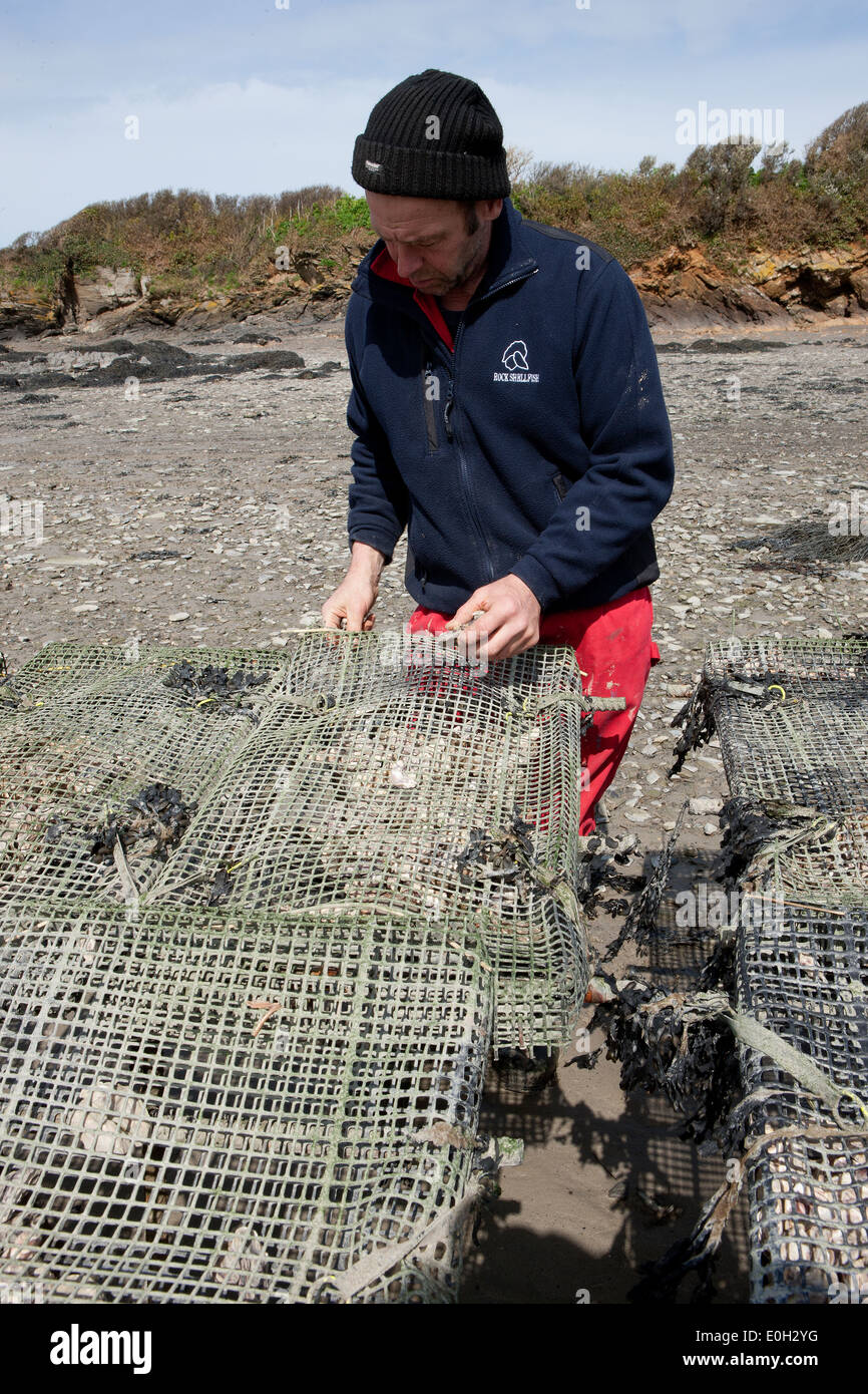 Oyster farming racks hires stock photography and images Alamy