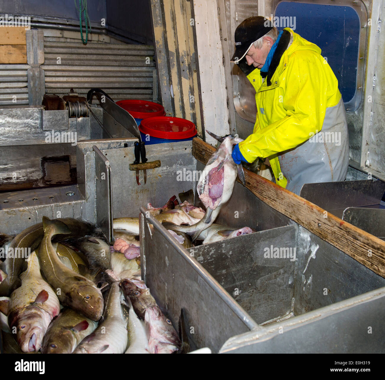 Today's catch of cod is slaughtered on board. From Lofoten, February Stock Photo