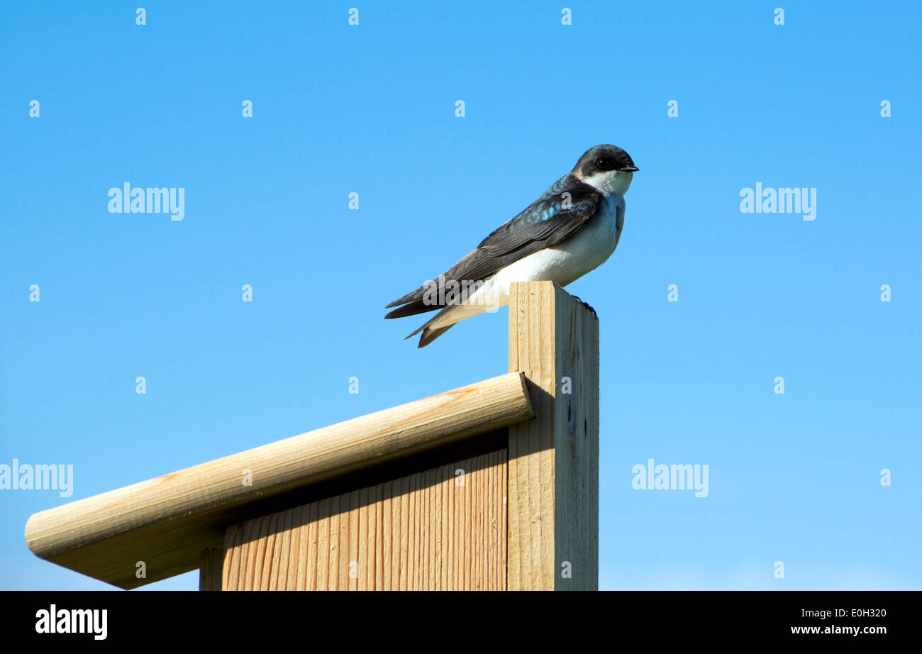 Tree Swallow, Tachycineta bicolor, male Stock Photo