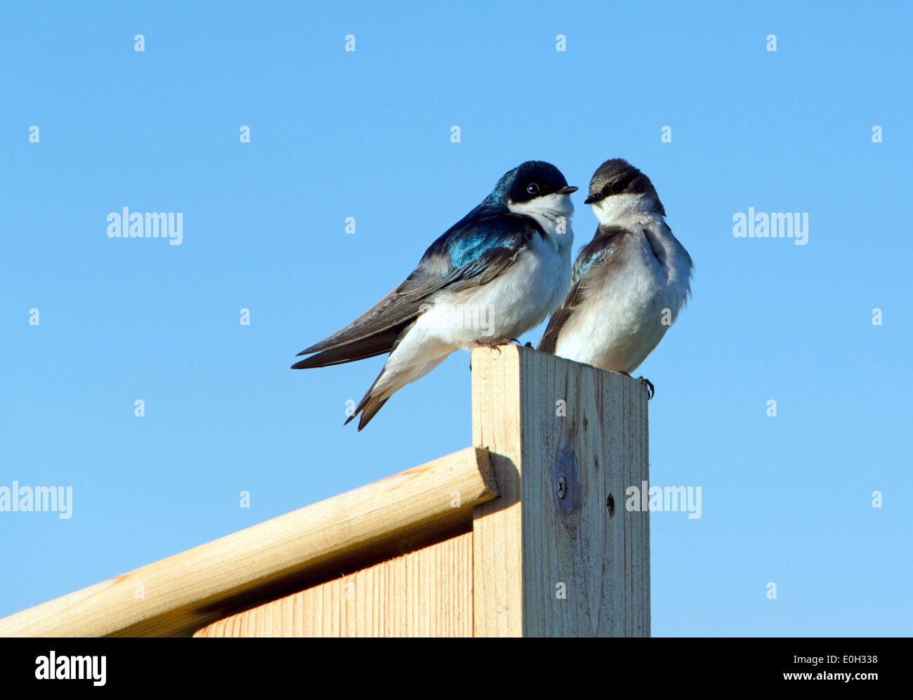 Tree Swallow pair, Tachycineta bicolor, male female Stock Photo