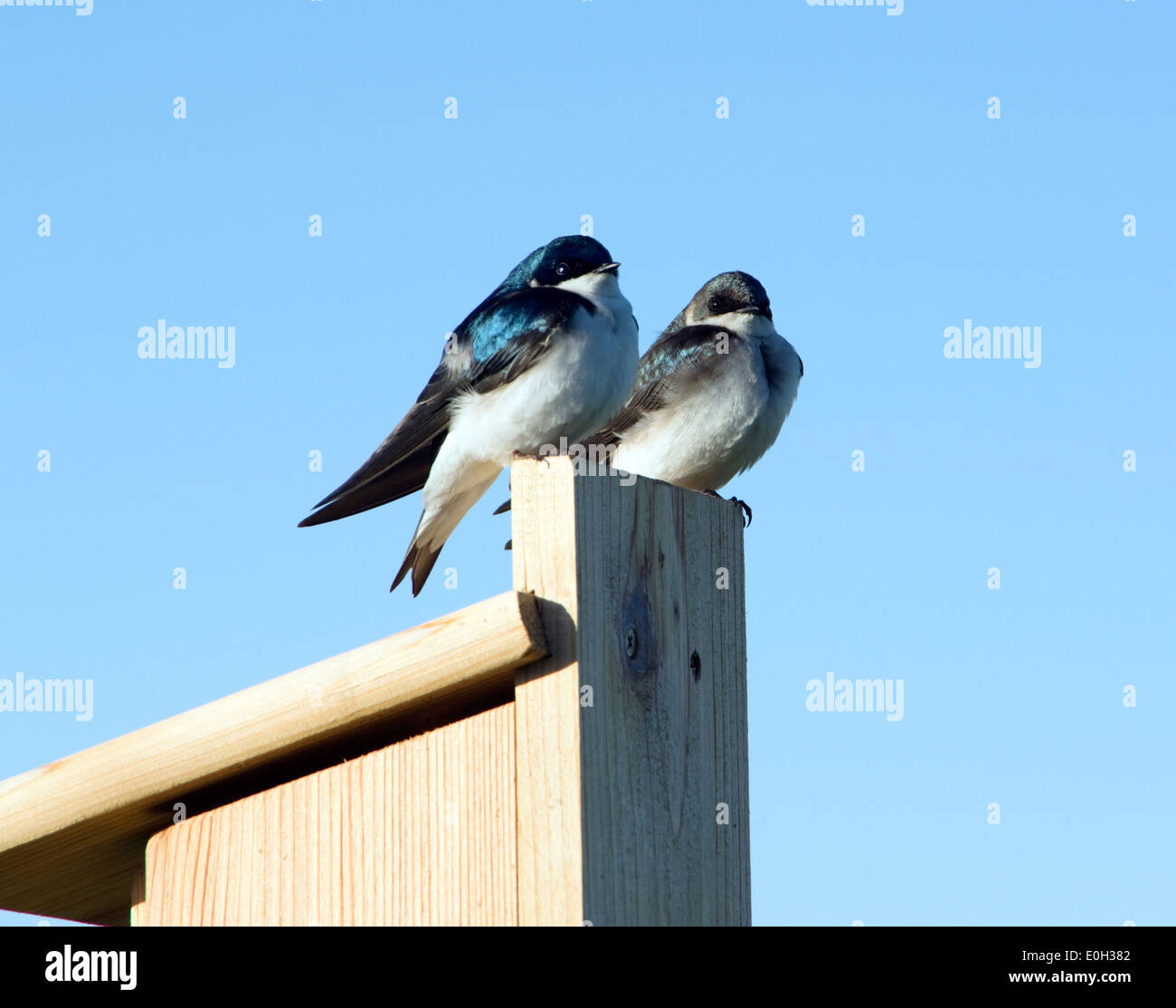 Tree Swallow pair, Tachycineta bicolor Stock Photo