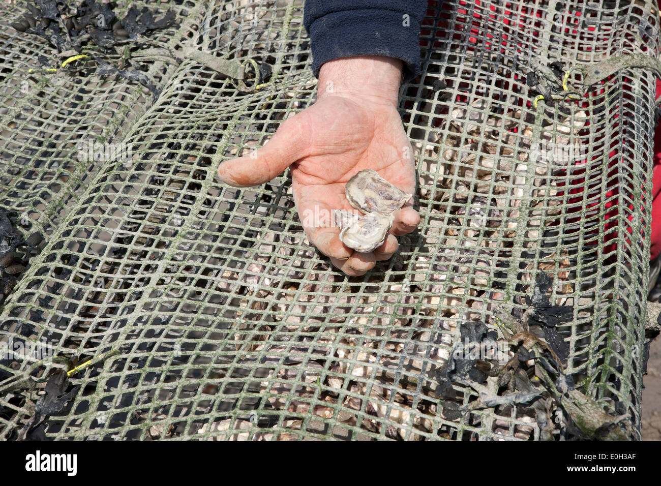Tim Marshall looking at the Oysters in racks on the seashore at Rock in Cornwall Stock Photo