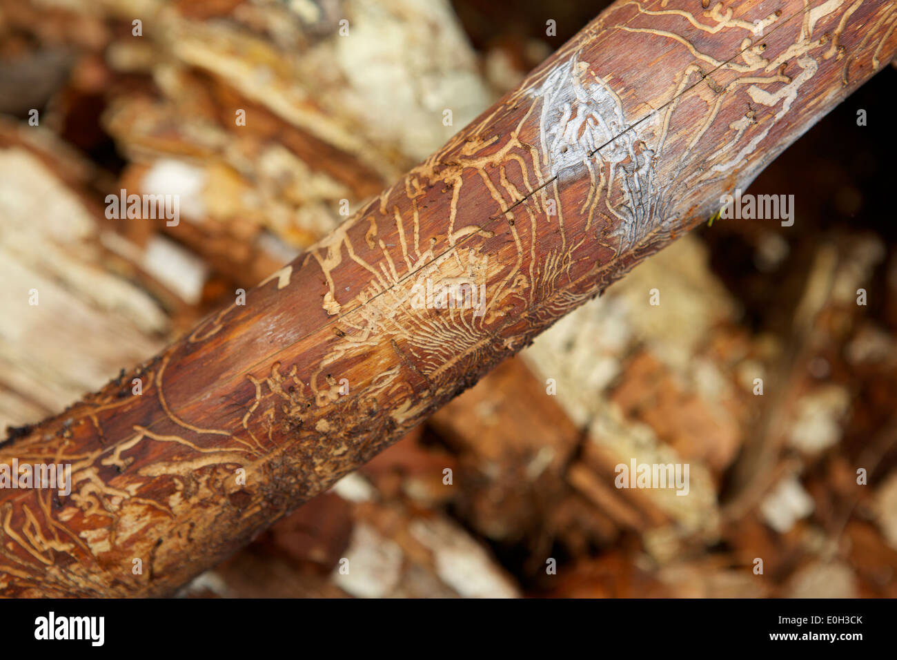 Insect holes woodworm hires stock photography and images Alamy