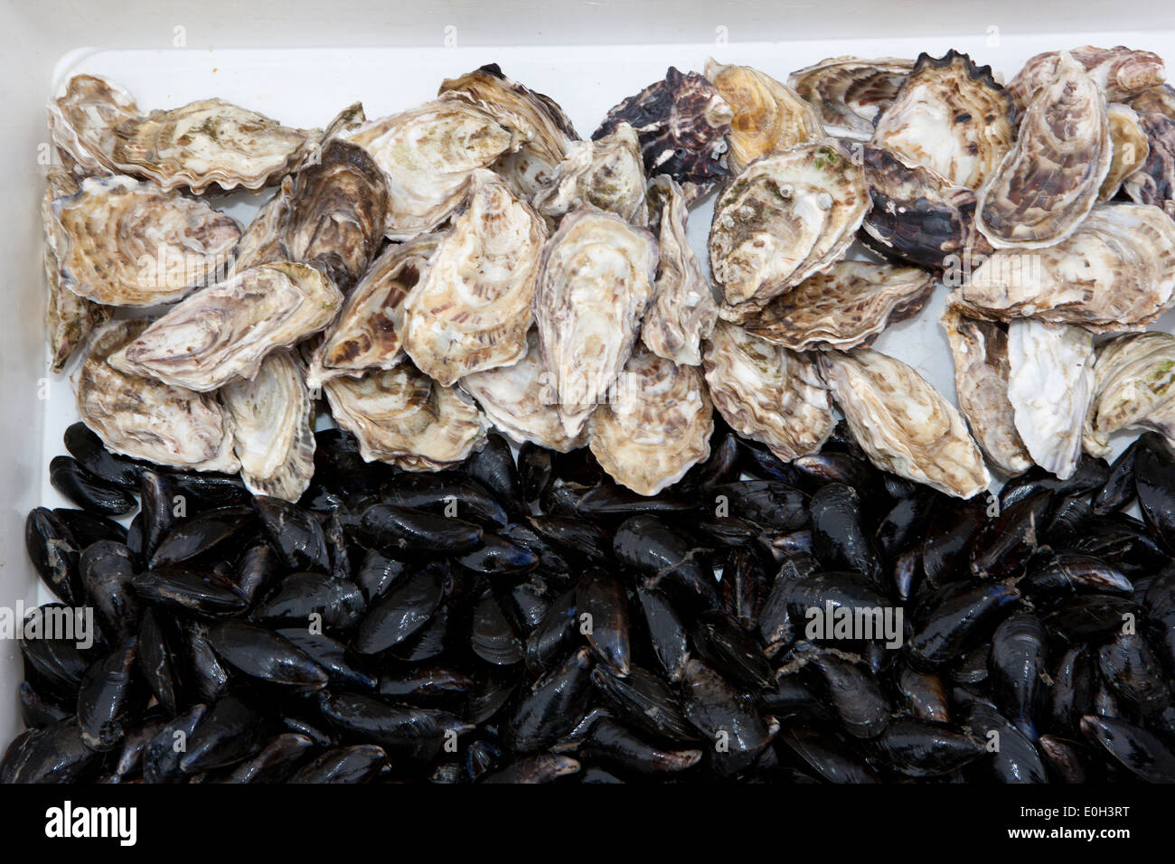 Mussels and Oysters at the Rock Shellfish, on the seashore at Rock in