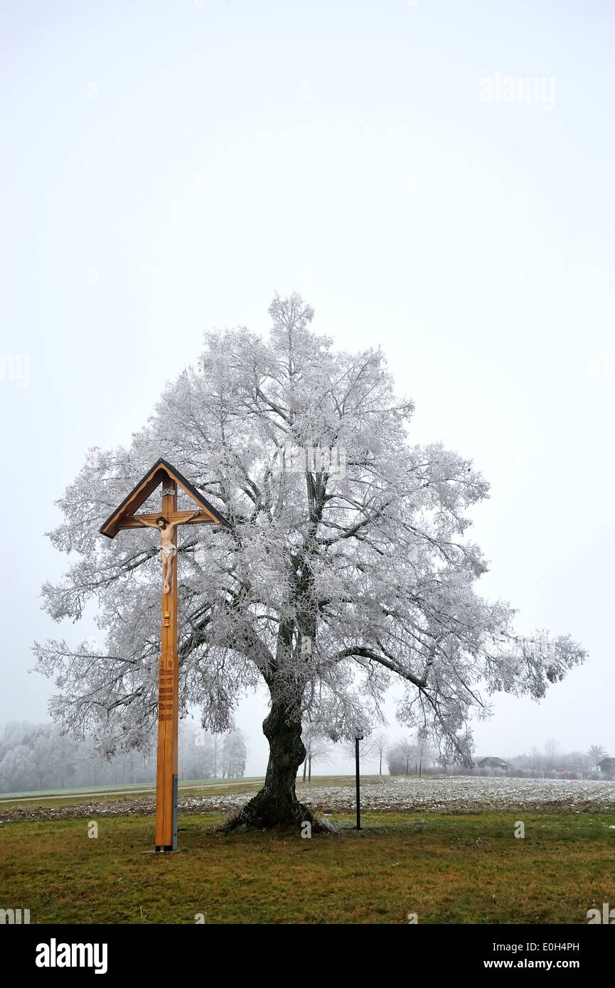 Raureifbedeckte Bäume, Hoarfrost covered trees • Ostalbkreis, Baden-Württemberg, Deutschland Stock Photo