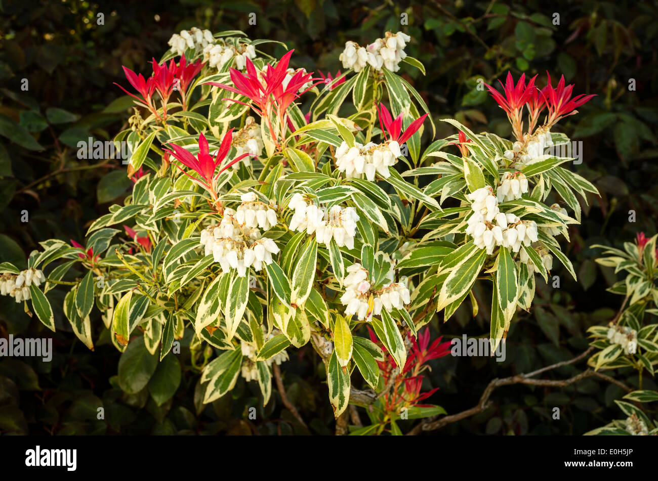 Pieris in flower and showing new growth in Spring Stock Photo