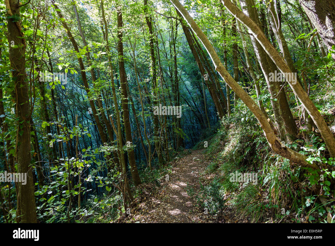Hiking trail in the Calore Gorge, Cilento National Park, Cilento, Campania, Southern Italy, Europe Stock Photo
