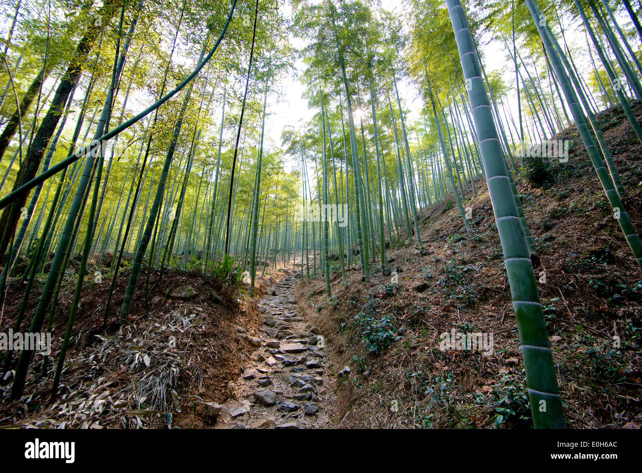 The flourish bamboo forest with path Stock Photo