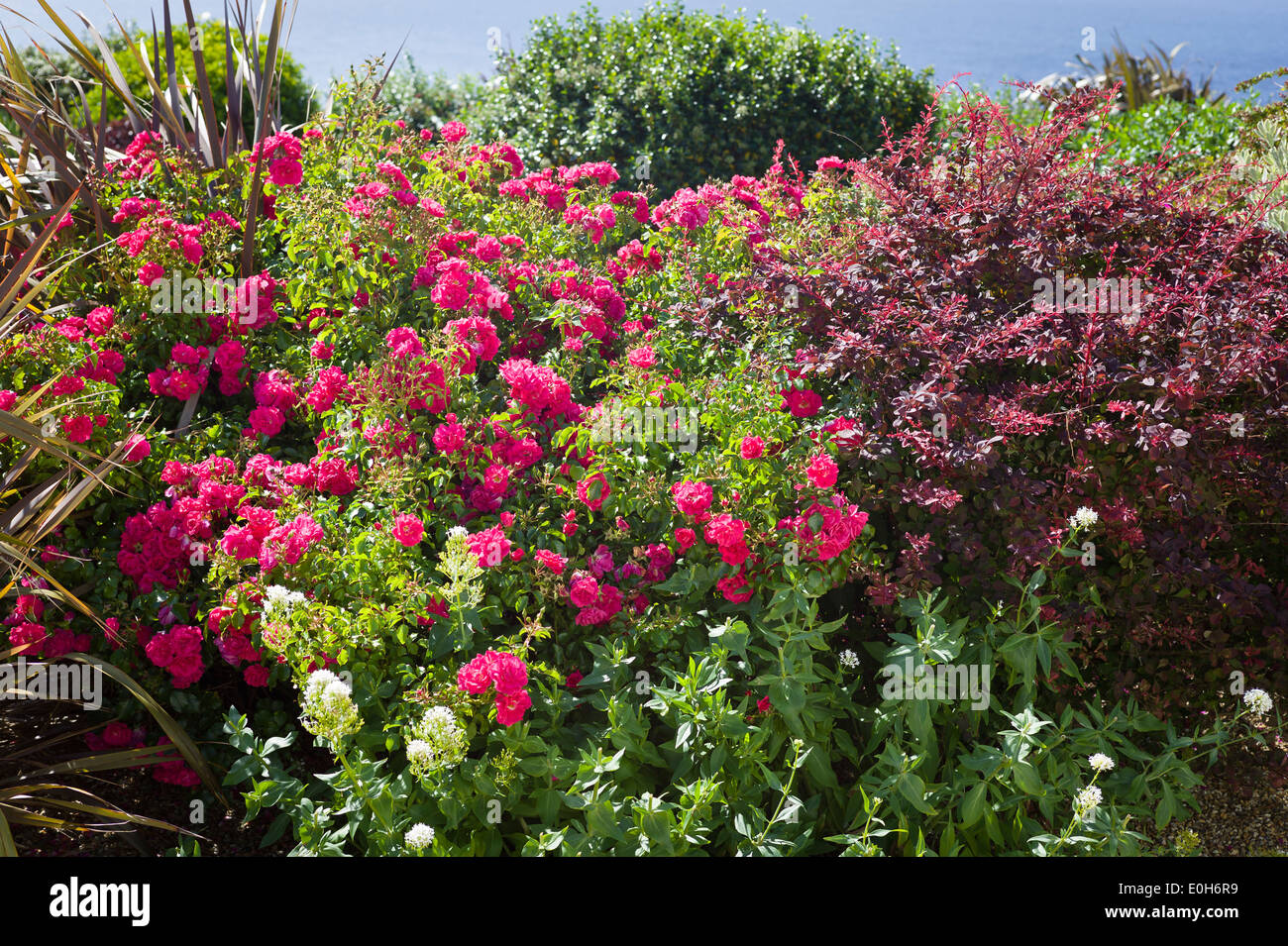 Colourful private seaside garden on Guernsey island UK occasionally open to the public Stock Photo