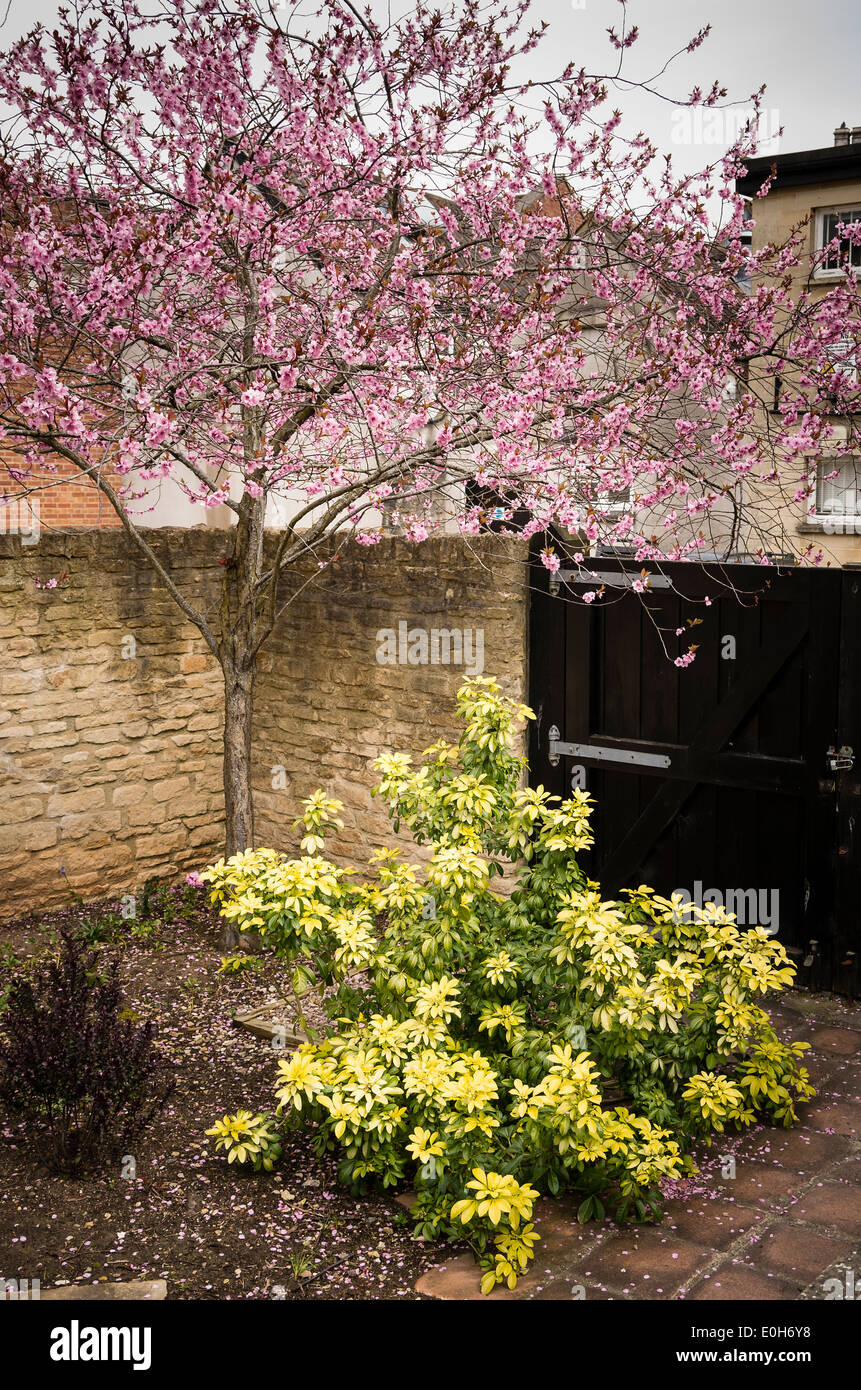 Choisya and spring blossom in a town courtyard garden in UK Stock Photo