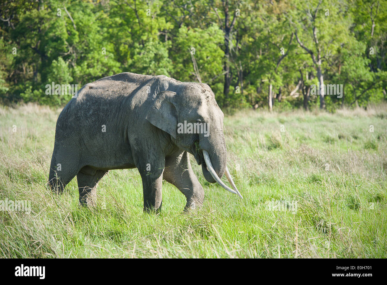 An Asiatic Elephant grazing on grass Stock Photo