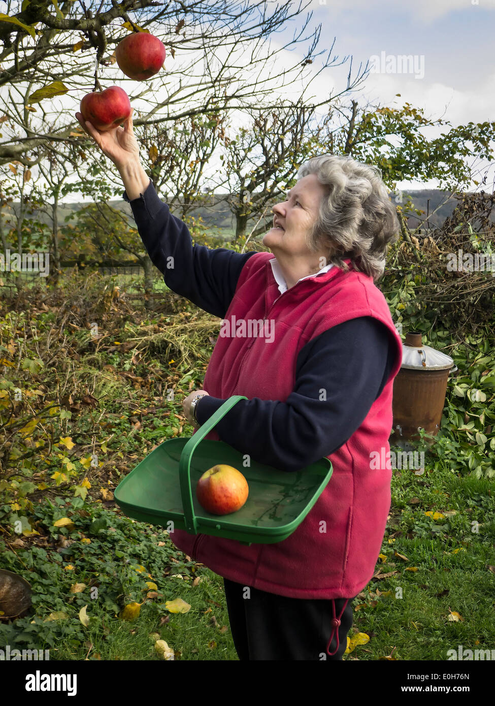 Pensioner picking last of the apples in an English garden Stock Photo