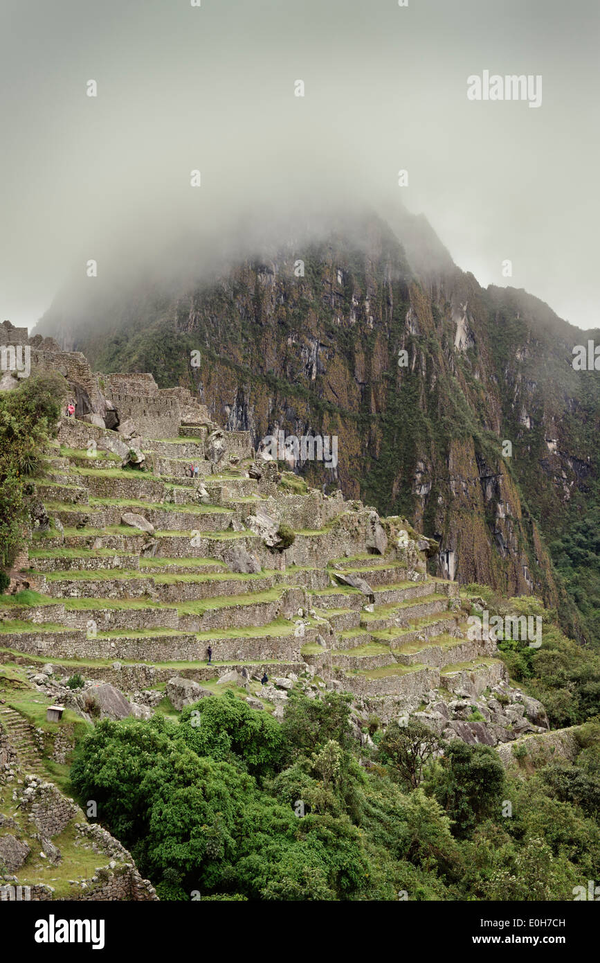 Terraces, Inca ruins and Wayna Picchu surrounded by clouds, Machu Picchu, Cusco, Cuzco, Peru, Andes, South America Stock Photo