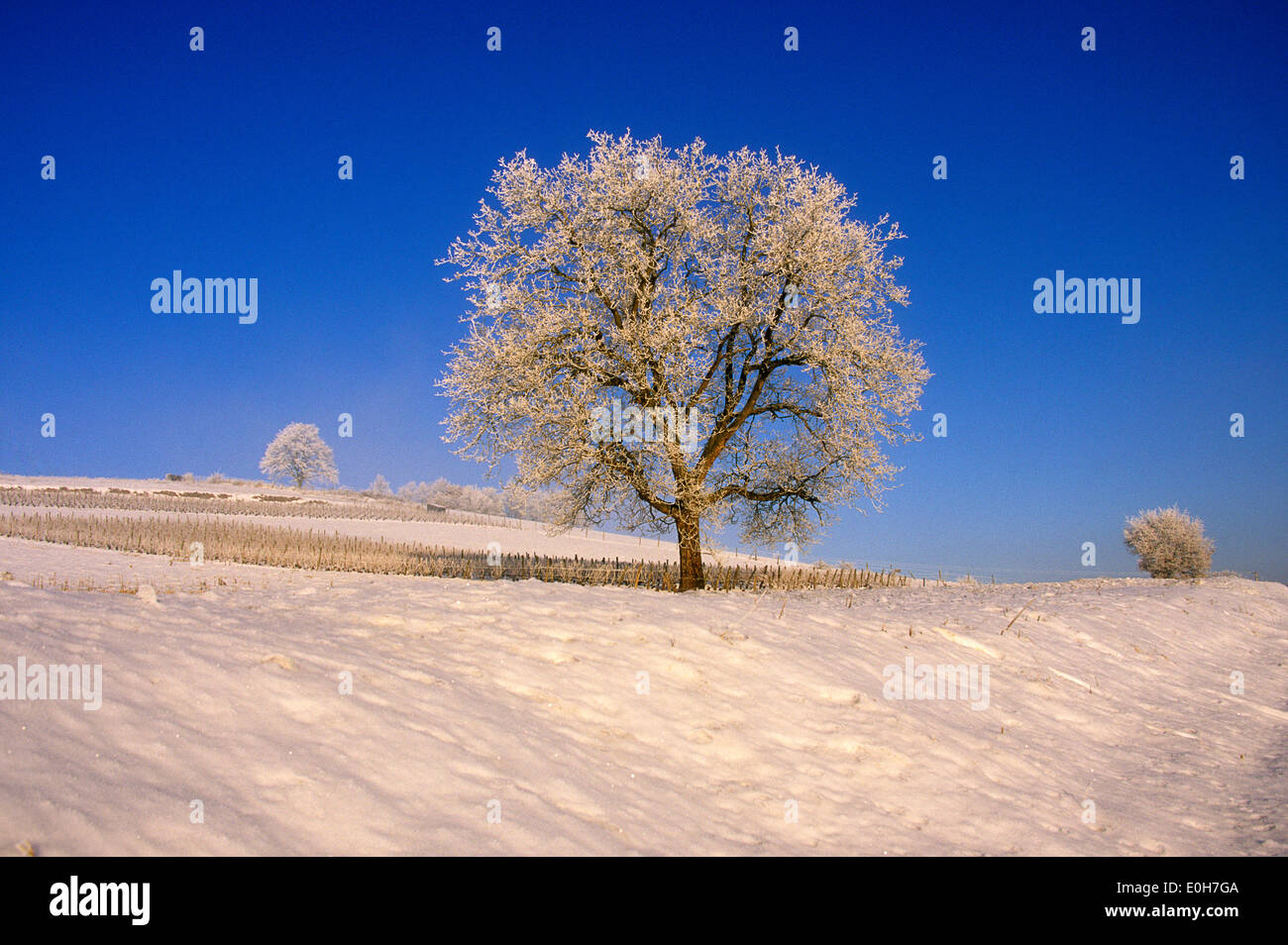 Tree in a winter scene in the snow, snow scene Stock Photo