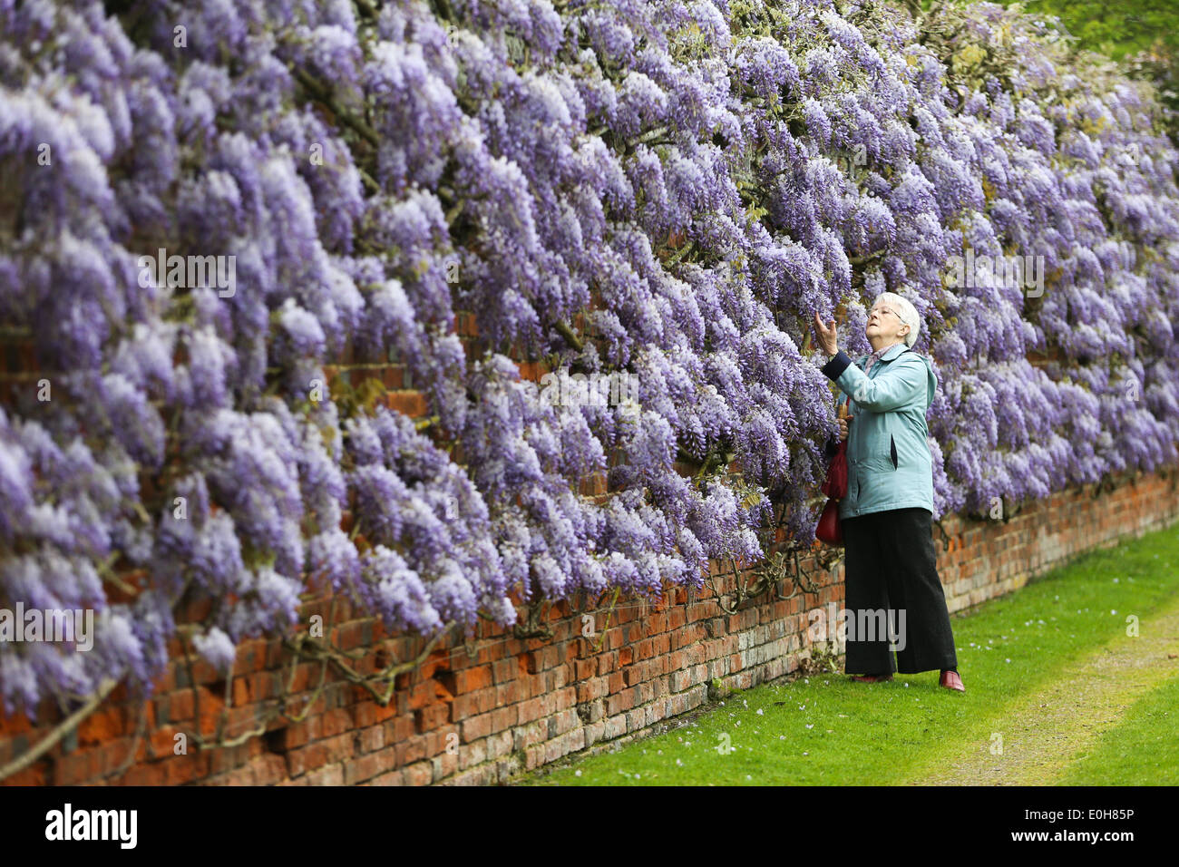 THE LONGEST WALL OF WISTERIA IN BRITAIN AT WICKHAM PLACE FARM,WITHAM