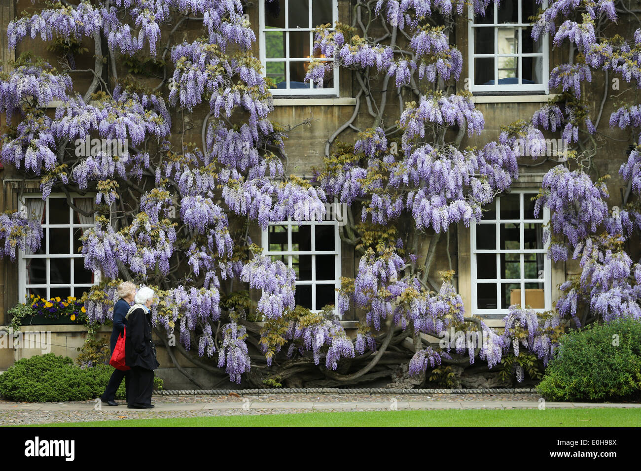 STUDENTS WALKING PAST THE WISTERIA ON THE MASTER'S LODGE AT CHRIST'S  COLLEGE CAMBRIDGE Stock Photo - Alamy