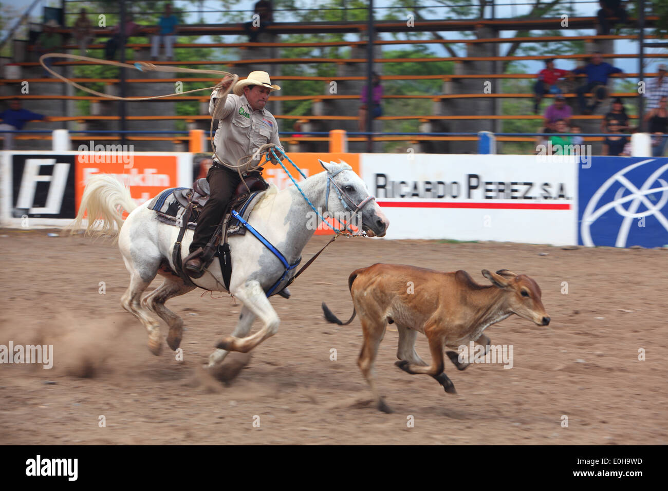 horses at rodeo horse riding catching bull, San Francisco, Veraguas, Panama Stock Photo Alamy
