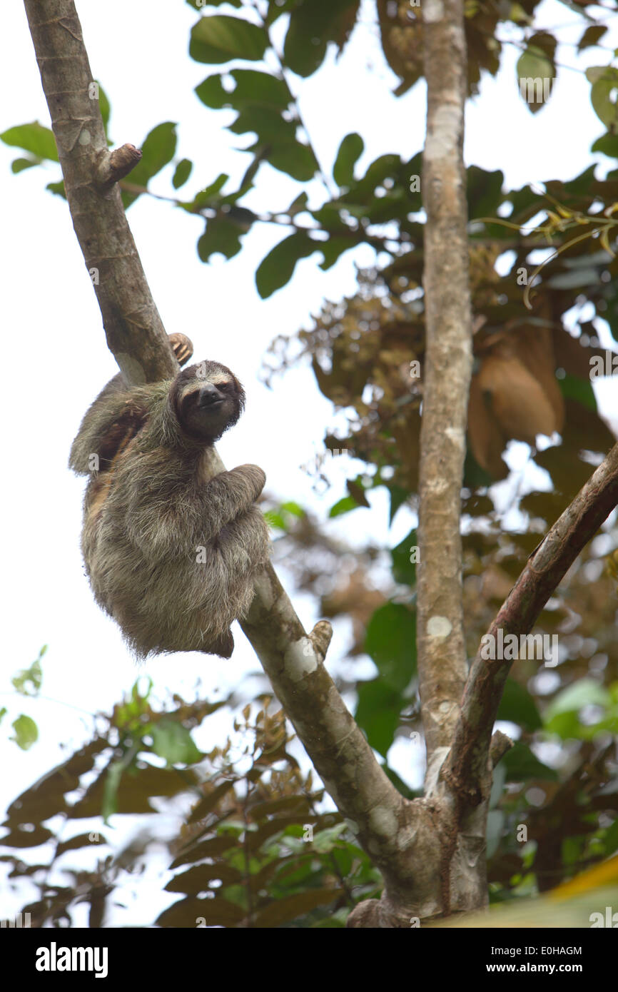 Bocas del Toro Province, Isla Bastimentos, sloth, in tree, Bocas del Toro, Panama Stock Photo