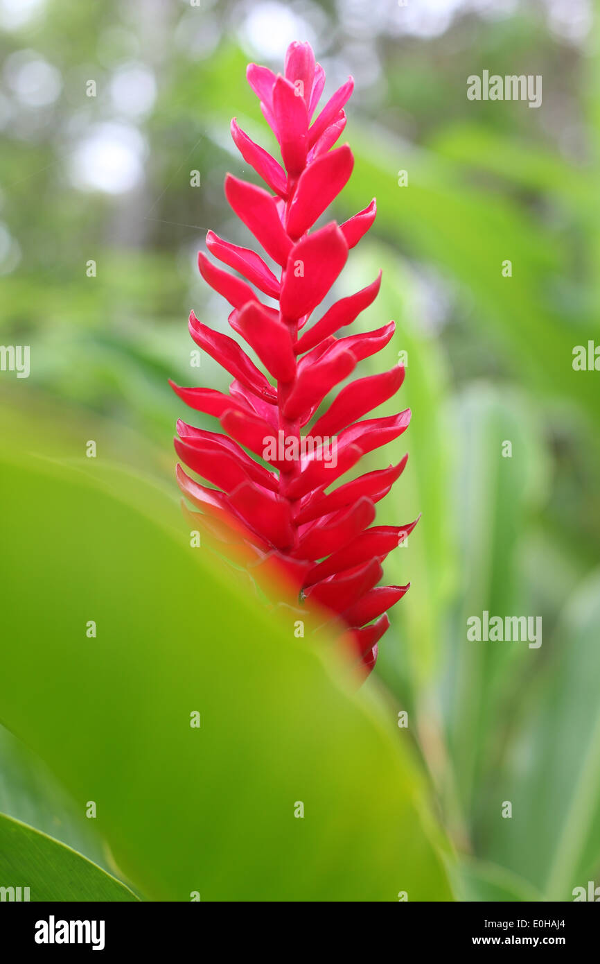 Bocas del Toro Province, Isla Bastimentos, Bastimentos, red flower, Red  ginger, Alpinia purpurata, Bocas del Toro, Panama Stock Photo - Alamy